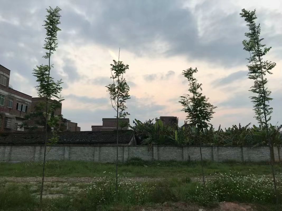 新品種圖片/新品種樣板圖 (3)