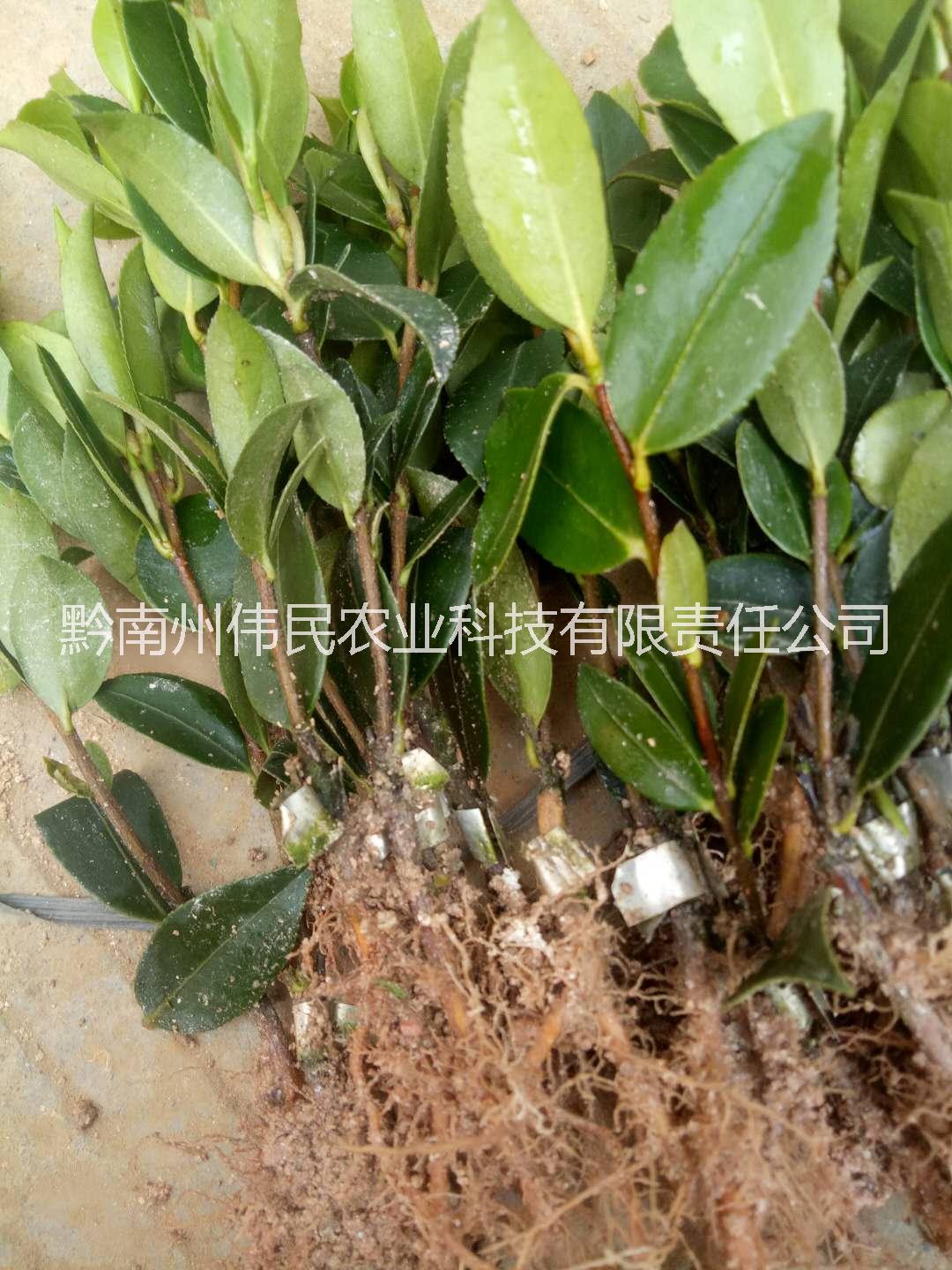 贵州黔南油茶苗 13638546628 油茶苗楼发 贵州油茶苗 油茶苗供应商 油茶苗图片