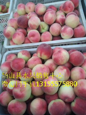 碭山縣突圍毛桃批發(fā)價(jià)格