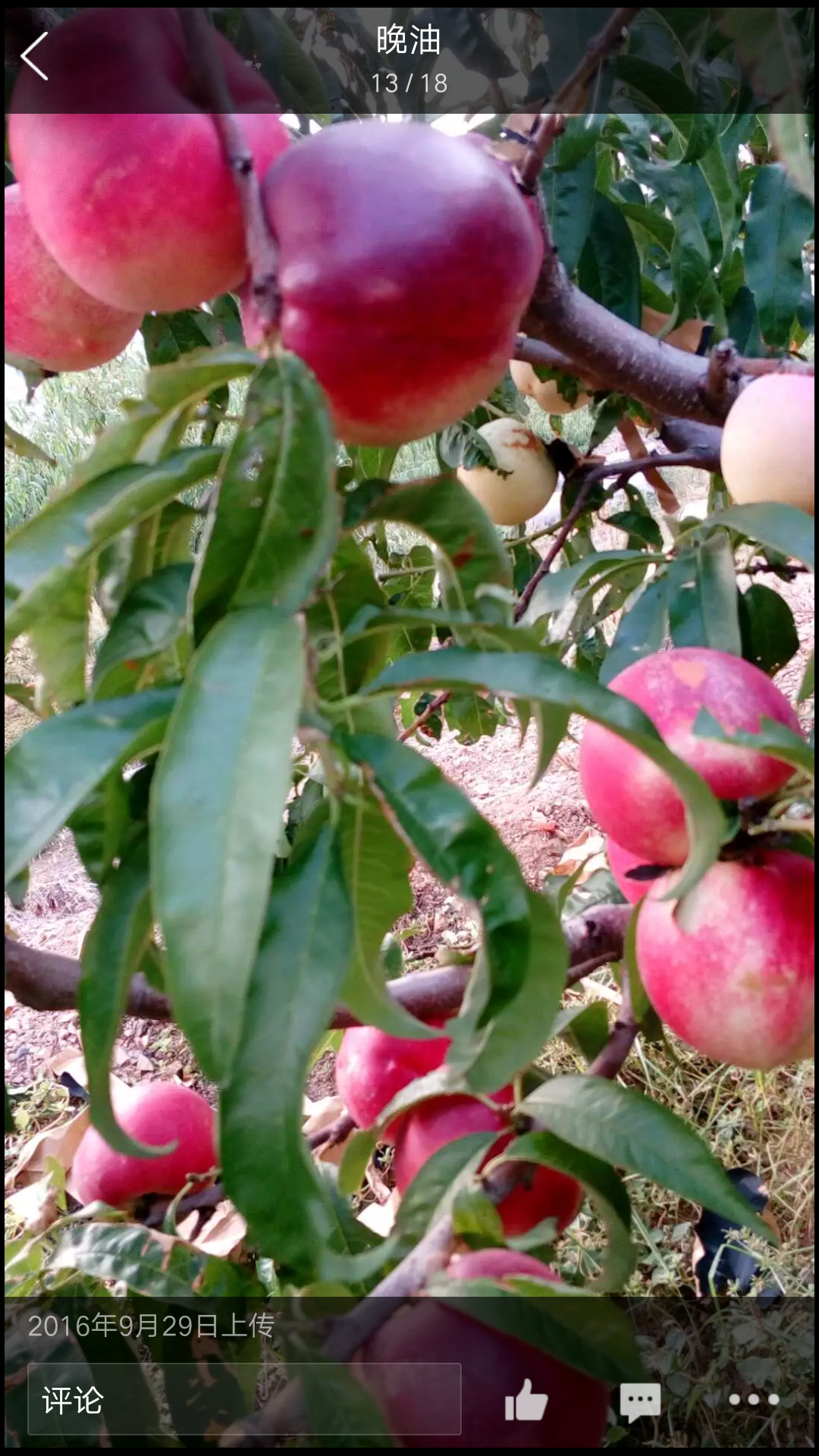 山東濟(jì)寧福秀油桃樹苗離核油桃品種圖片