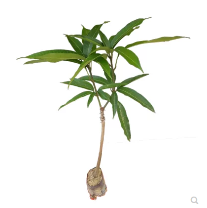 芒果苗圖片/芒果苗樣板圖 (2)