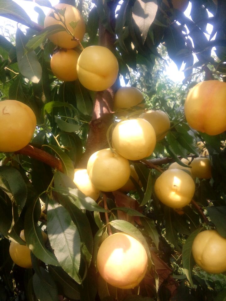 桃樹苗圖片/桃樹苗樣板圖 (2)