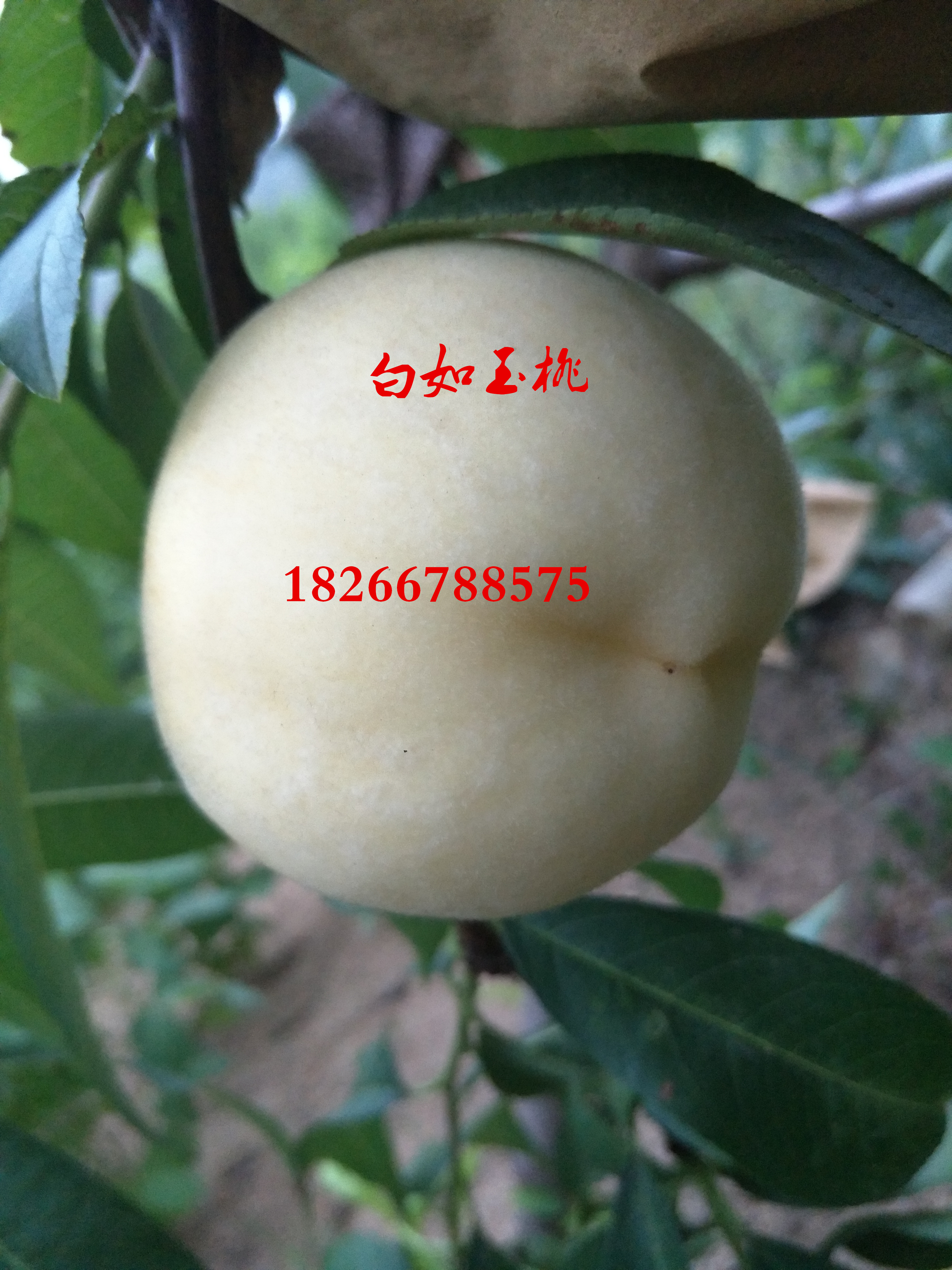 特色采摘品種白如玉桃苗圖片