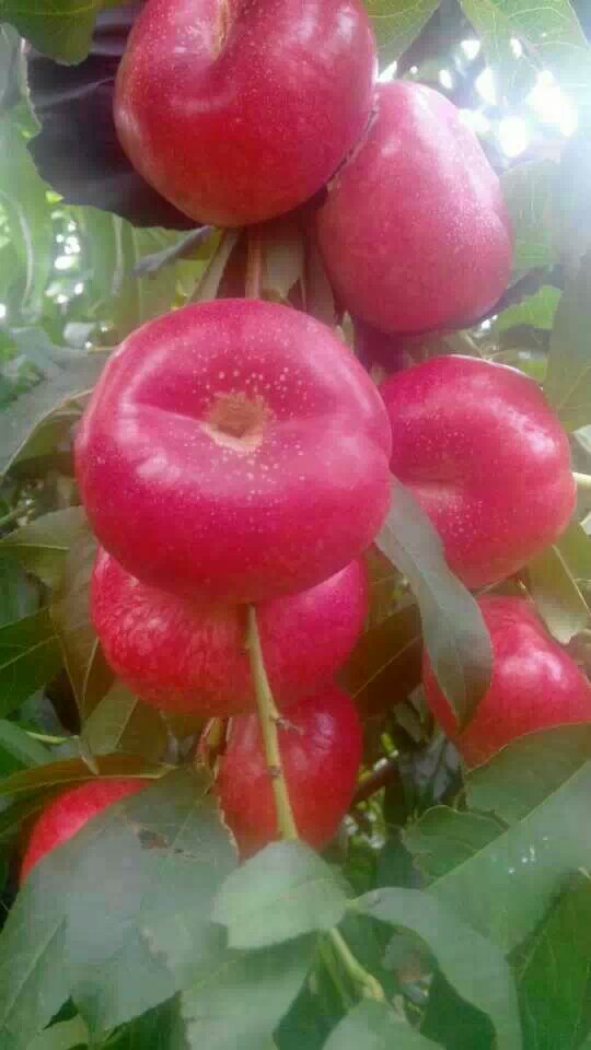 供應(yīng)36-3油蟠桃樹苗山東36-3油蟠桃樹苗批發(fā)廠家