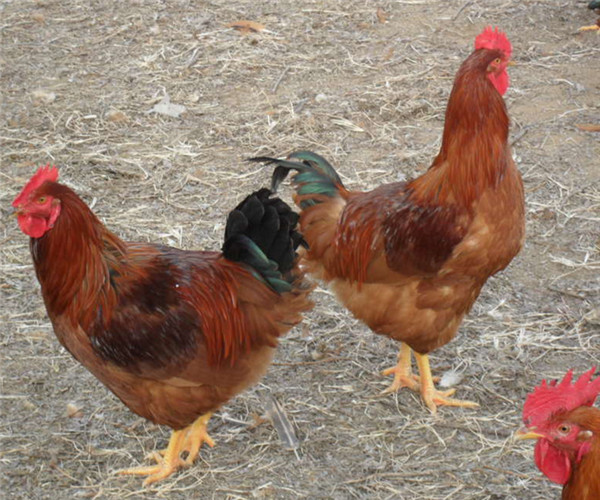 雞苗孵化場圖片/雞苗孵化場樣板圖 (3)