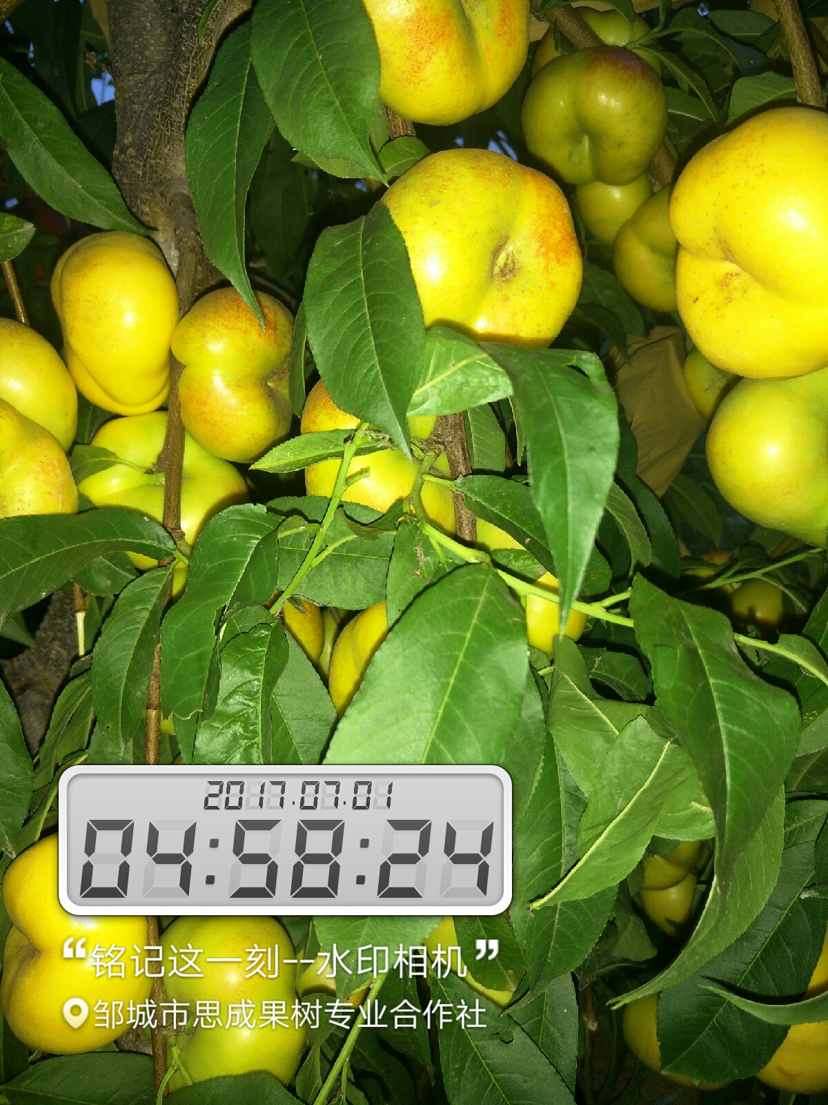 皇后圖片/皇后樣板圖 (3)