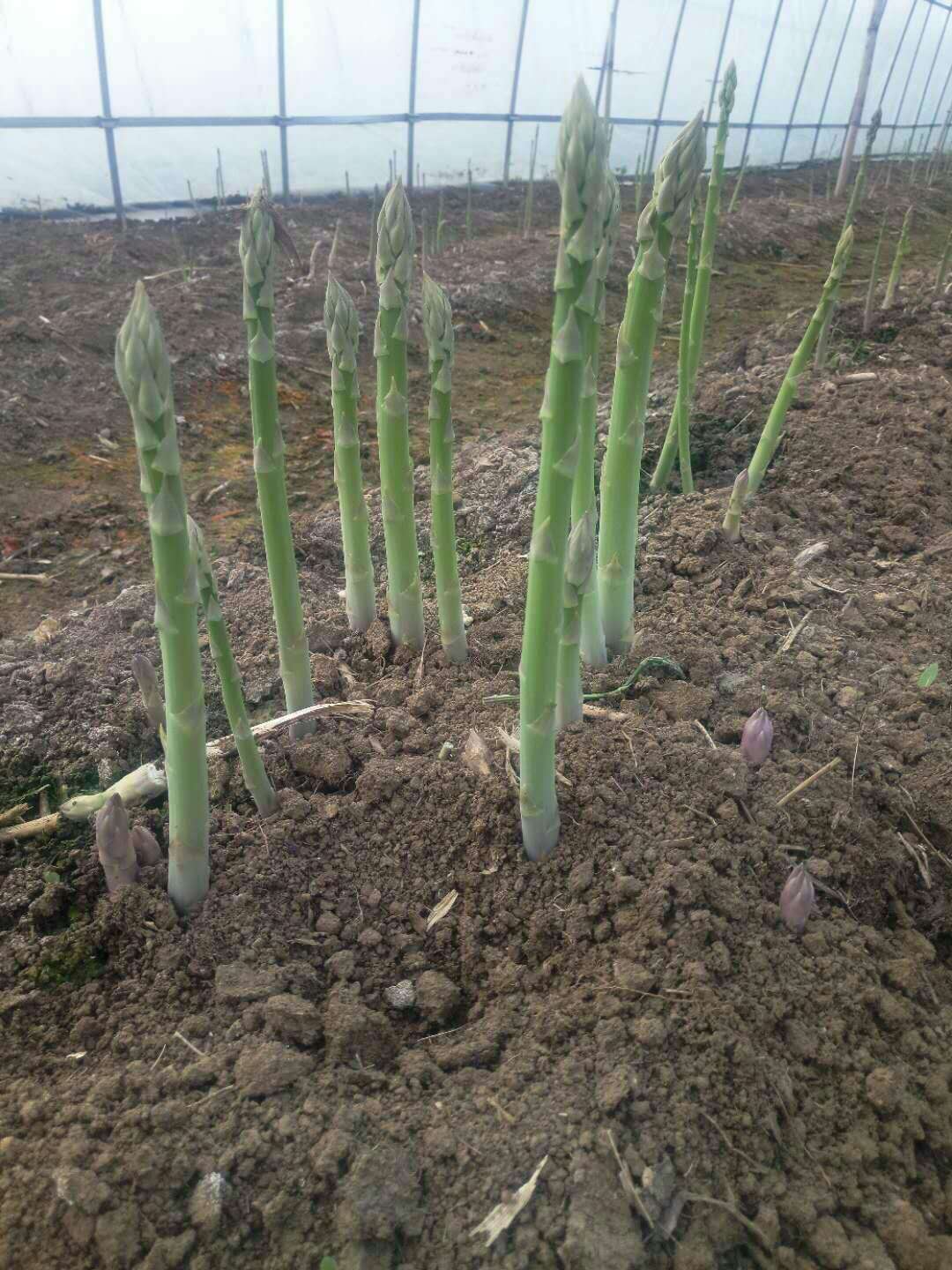 蘆筍種子圖片/蘆筍種子樣板圖 (2)