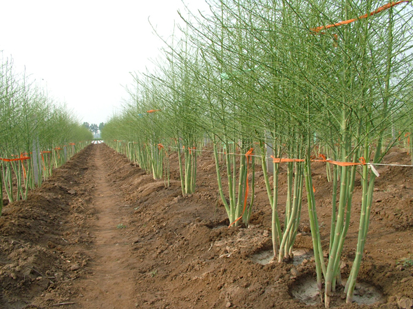 蘆筍種子圖片/蘆筍種子樣板圖 (3)