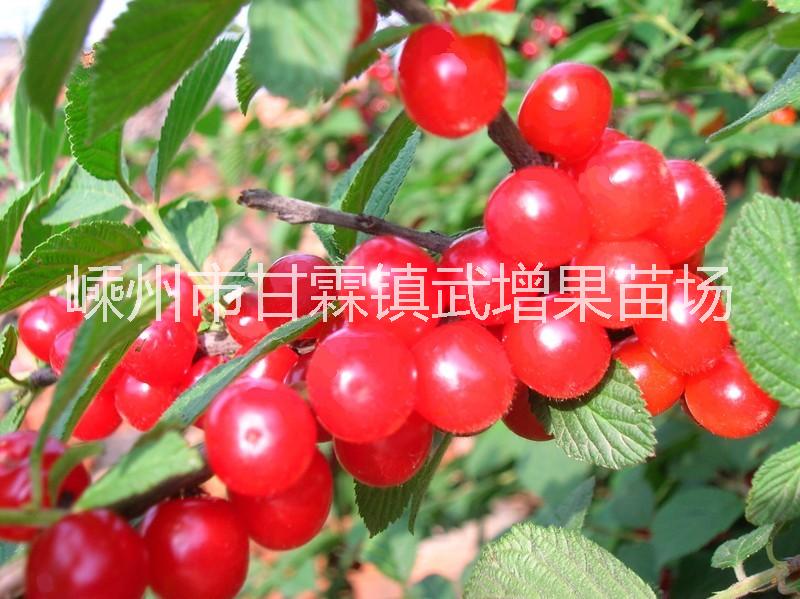短柄櫻桃 短柄櫻桃苗批發(fā) 嵊州段兵櫻桃苗供應(yīng)商 嵊州短柄櫻桃苗種植基地