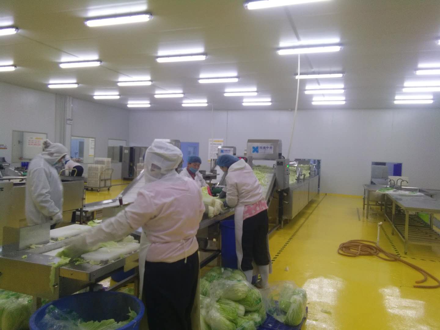 大型連續(xù)式葉菜類清洗線圖片/大型連續(xù)式葉菜類清洗線樣板圖 (4)