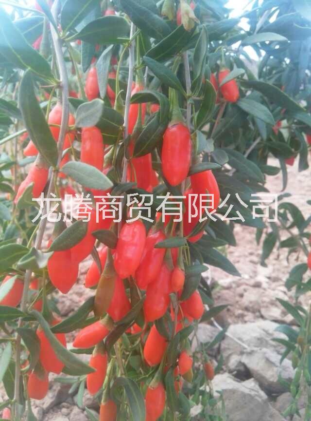 寧杞五號(hào)枸杞苗 寧杞5號(hào)枸杞苗