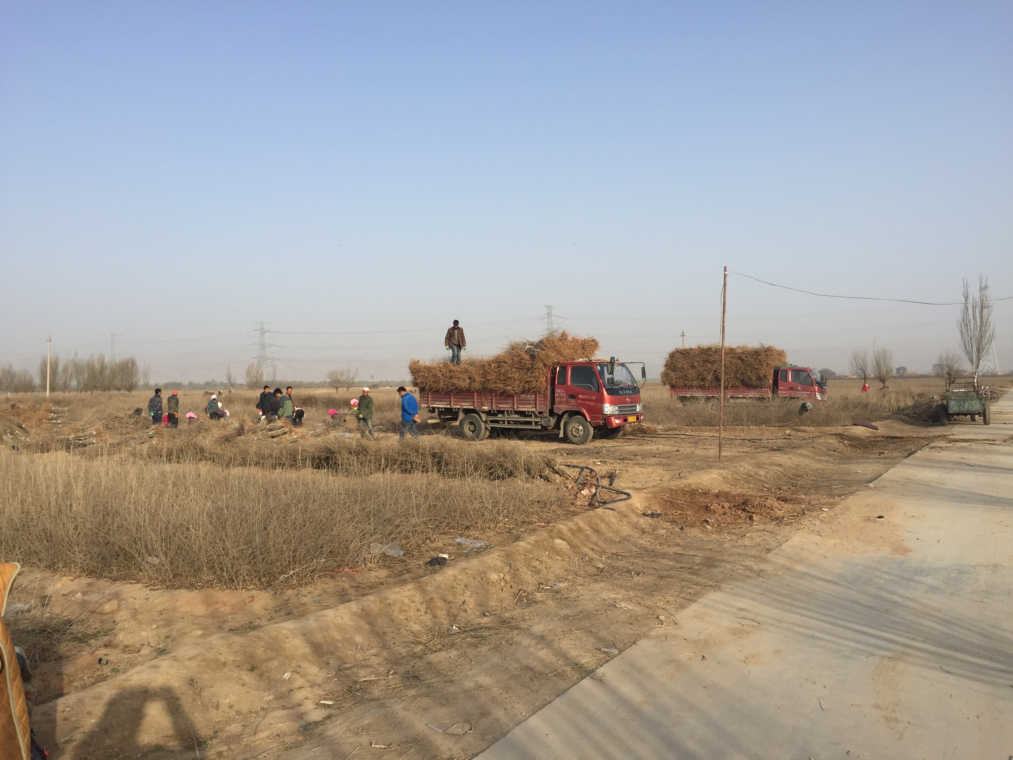 寧夏0909枸杞苗圖片/寧夏0909枸杞苗樣板圖 (2)