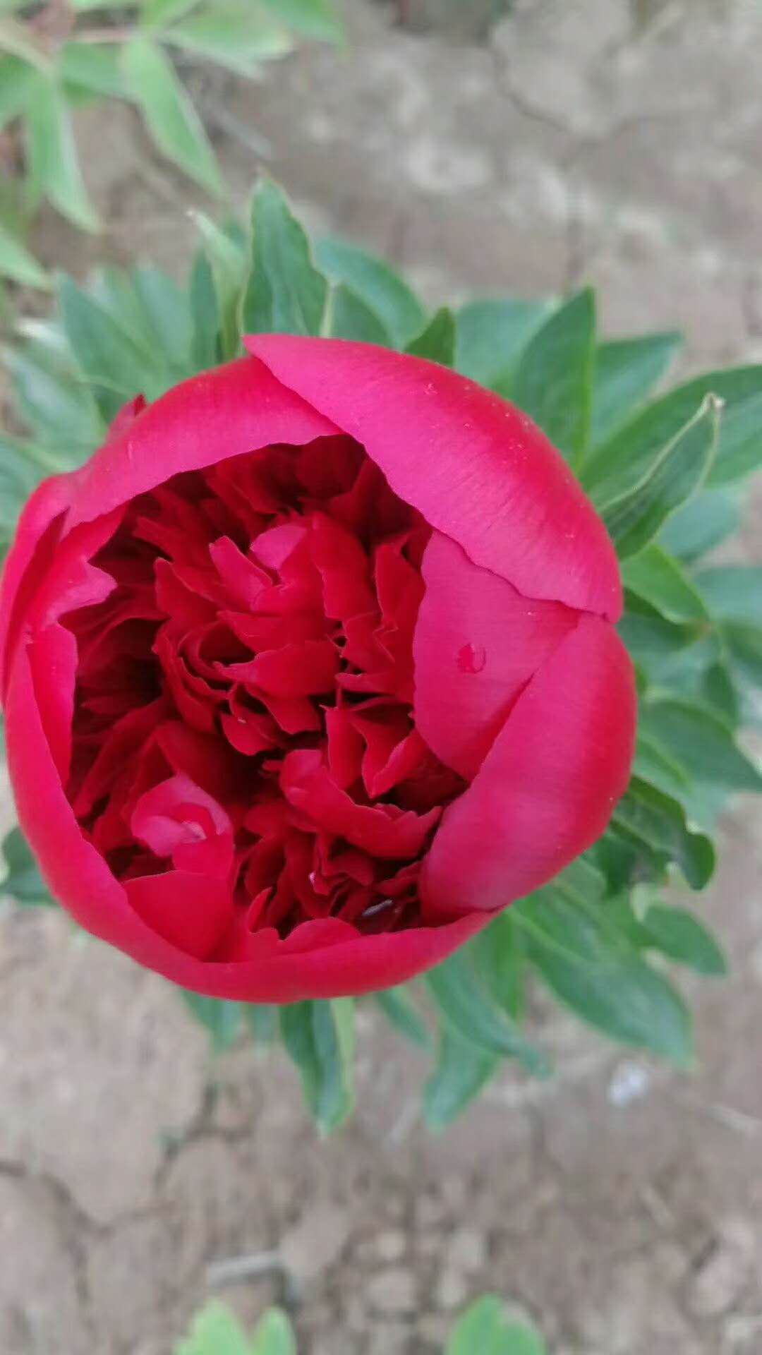 芍藥花 觀賞芍藥種植基地 菏澤多禾芍藥種植