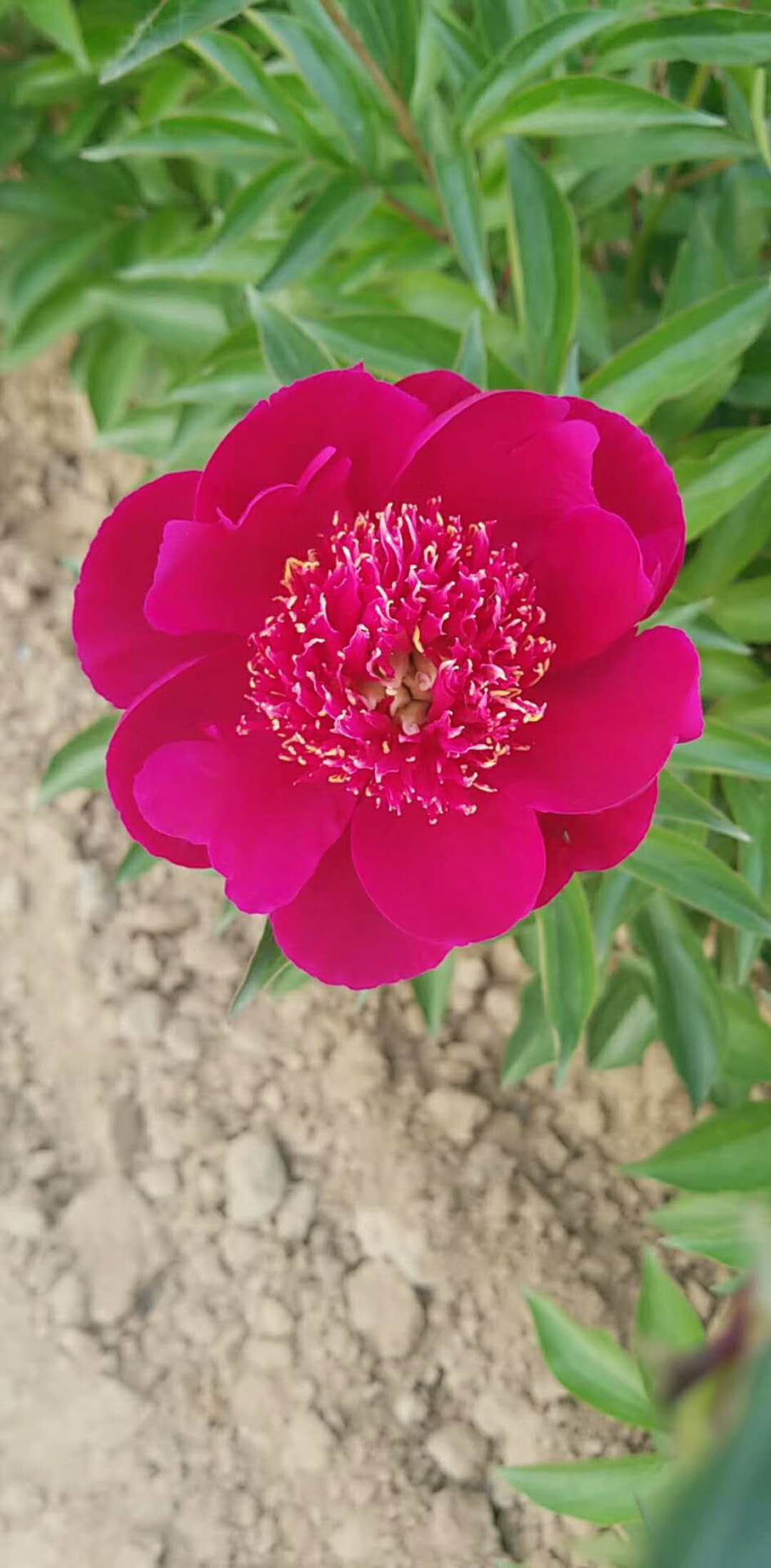 各色系觀賞芍藥、芍藥苗、芍藥小苗批發(fā)