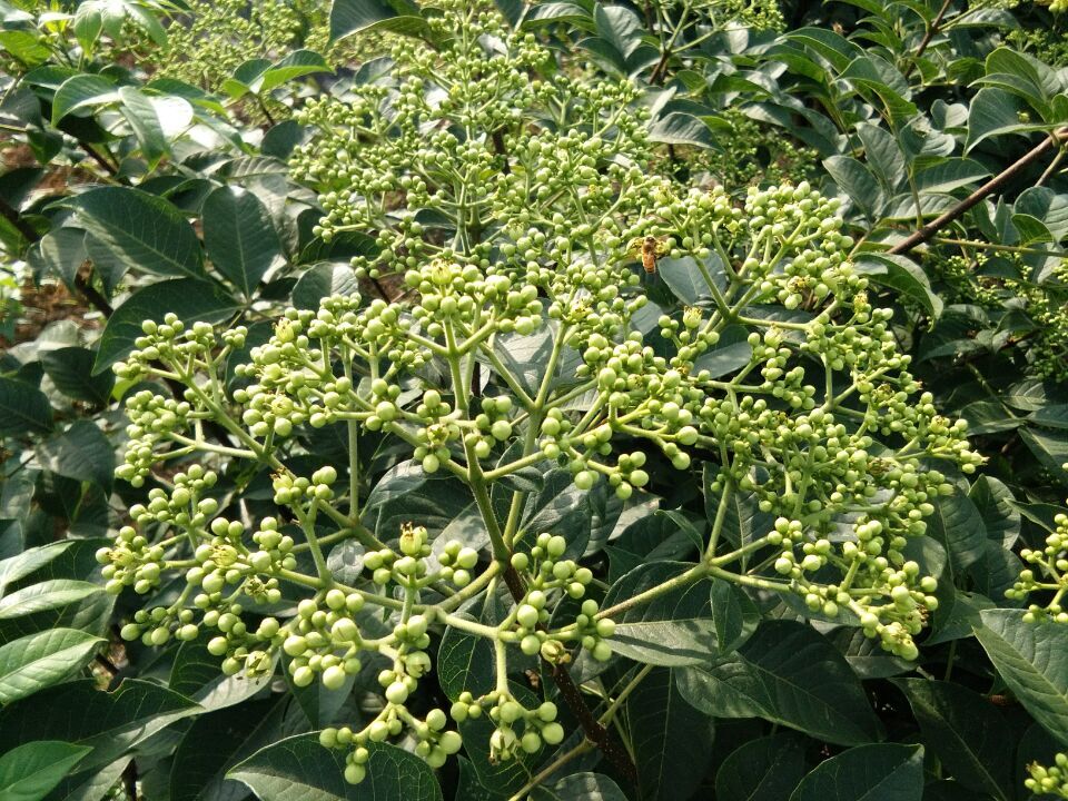 吳茱萸圖片/吳茱萸樣板圖 (3)