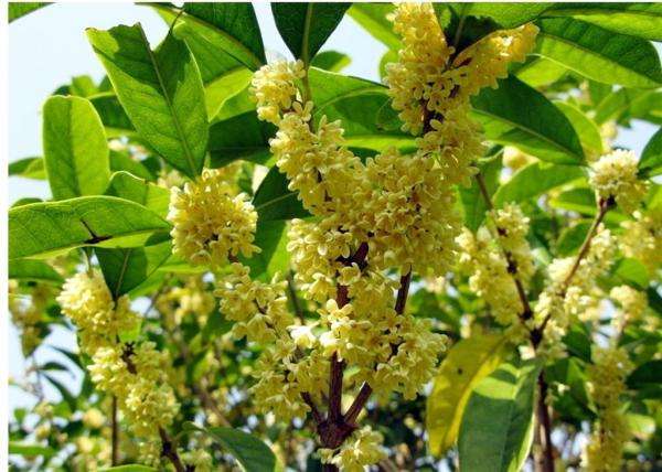 宜宾市桂花厂家桂花 桂花价格 桂花批发 桂花直销