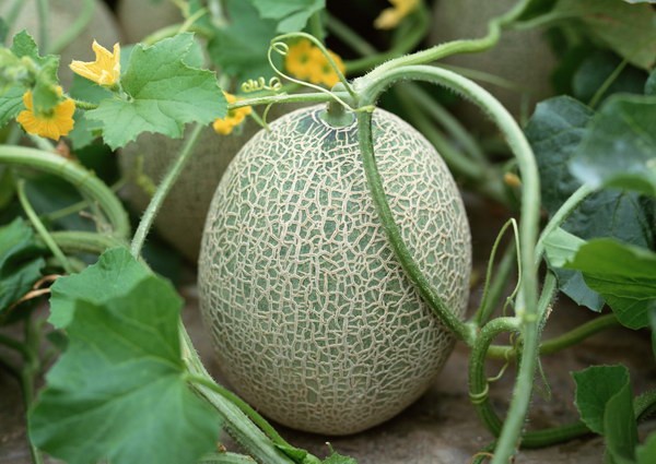 哈密瓜種植基地 哈密瓜有什么好處嗎 哈密瓜的功效與作用