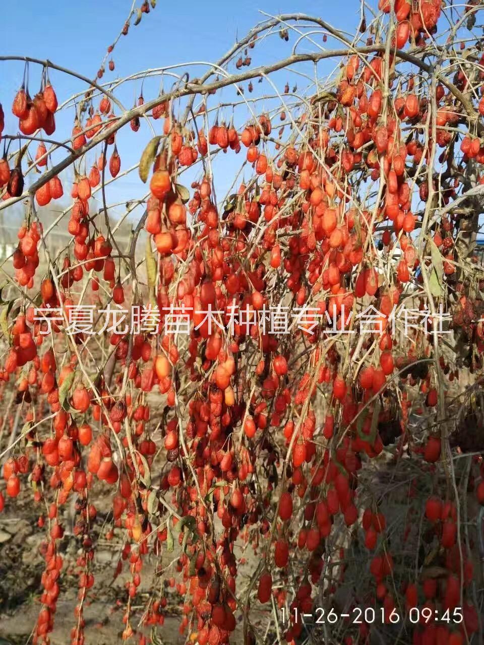 宁夏龙腾苗木种植专业合作社图片