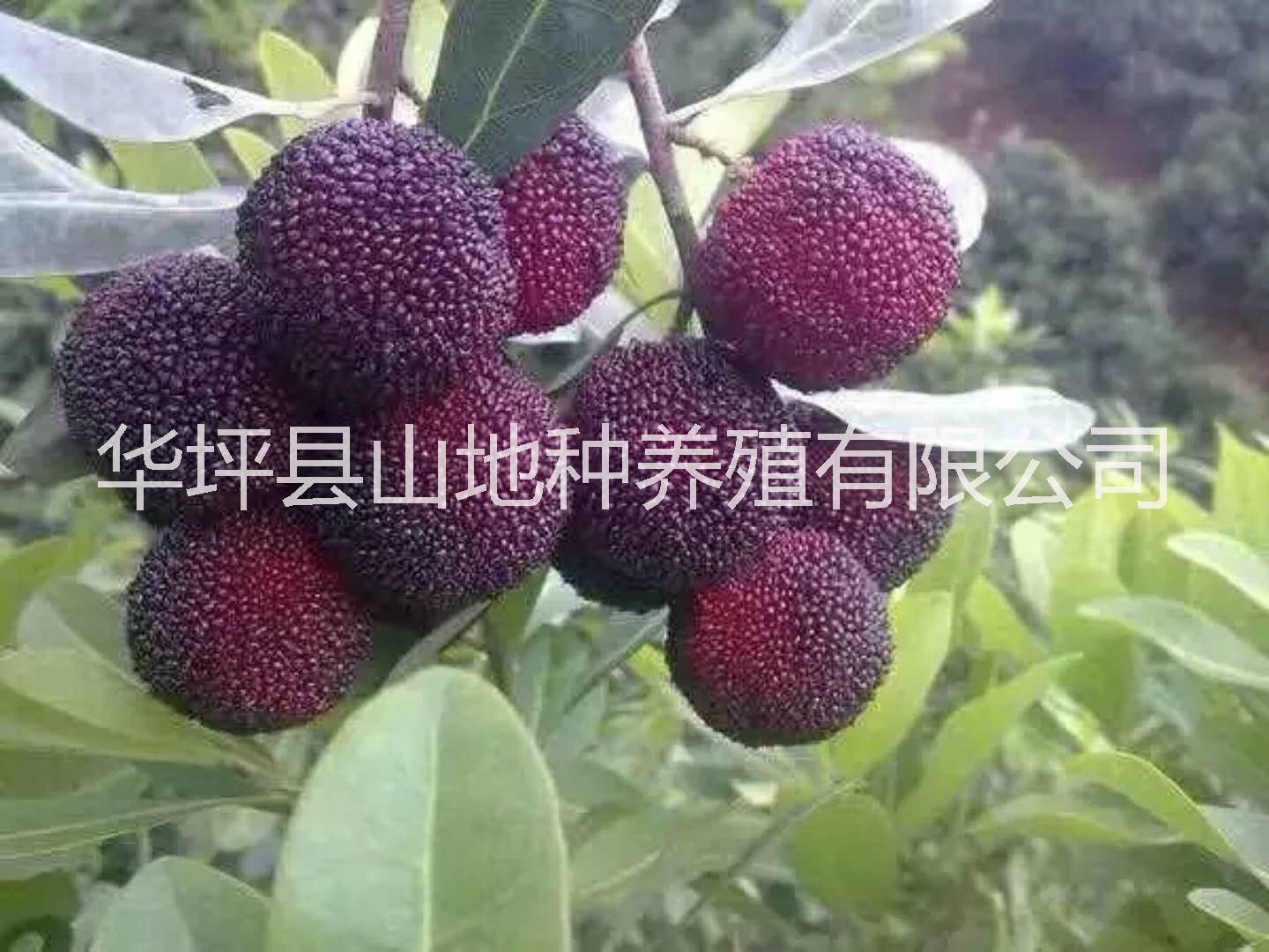 丽江杨梅供应商     杨梅的功效与作用     云南杨梅批发    生态杨梅图片