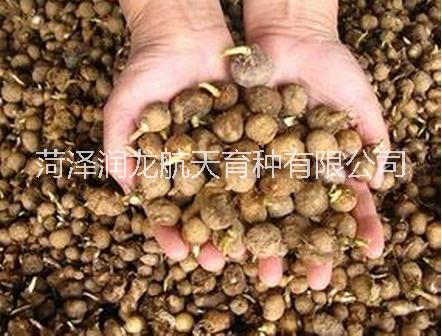 半夏種圖片/半夏種樣板圖 (2)