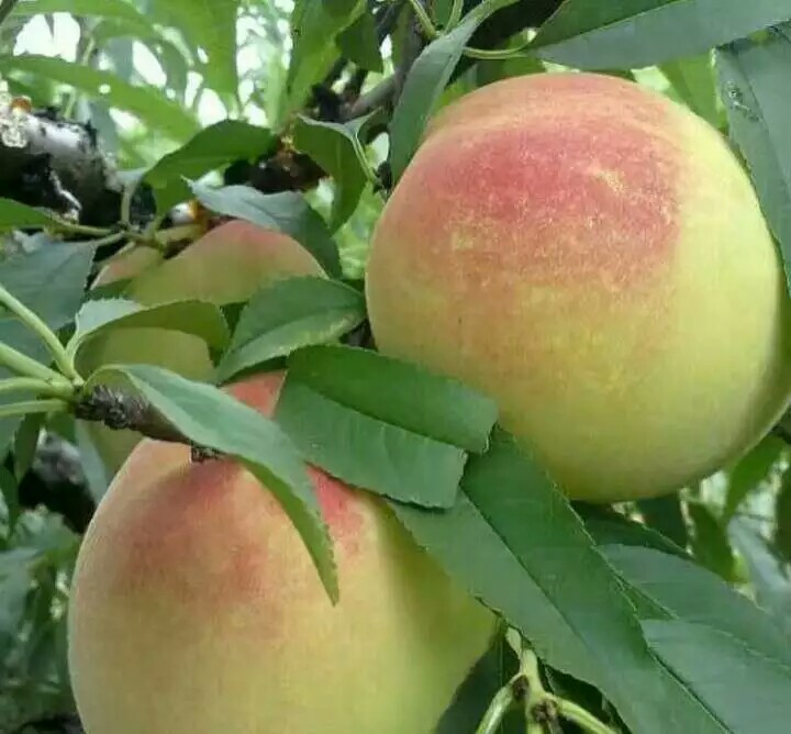 桃苗圖片/桃苗樣板圖 (4)