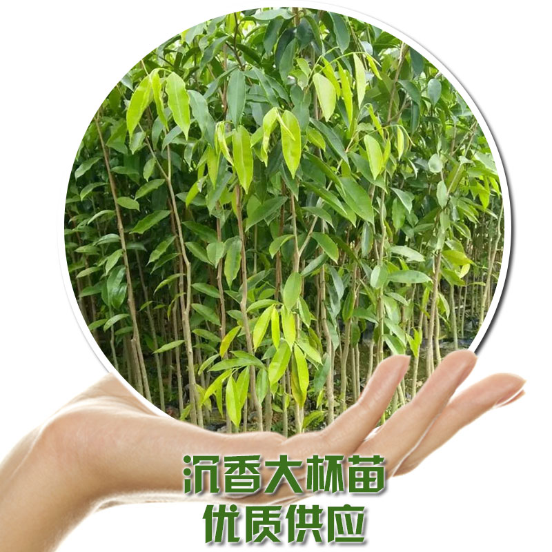 化州市平定广茂沉香种植场