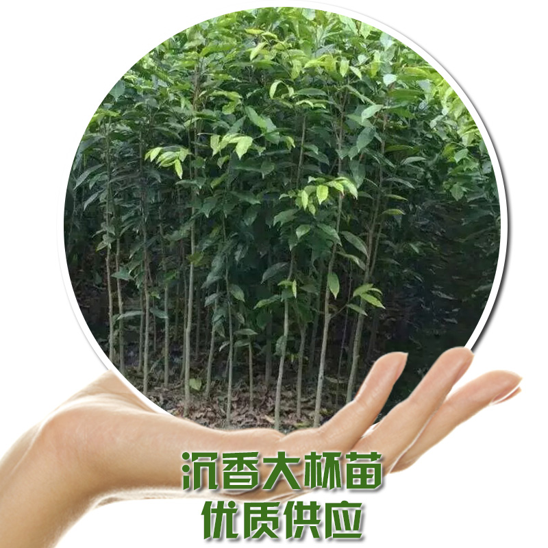 沉香大杯苗  化州優(yōu)質(zhì)沉香苗基地直銷批發(fā) 風(fēng)景樹苗 綠化景觀 量大從優(yōu) 沉香大小杯苗