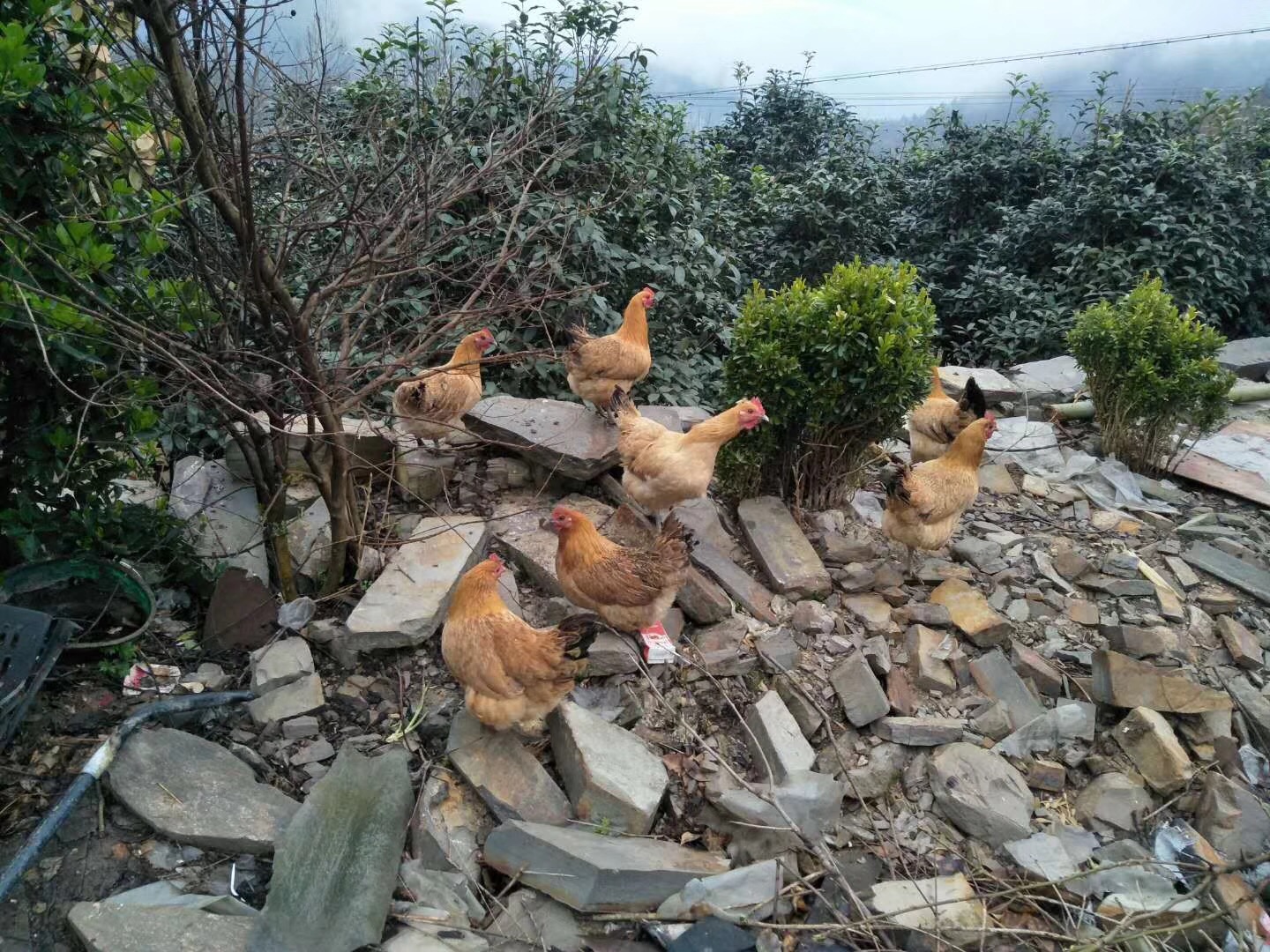 雞苗圖片/雞苗樣板圖 (4)