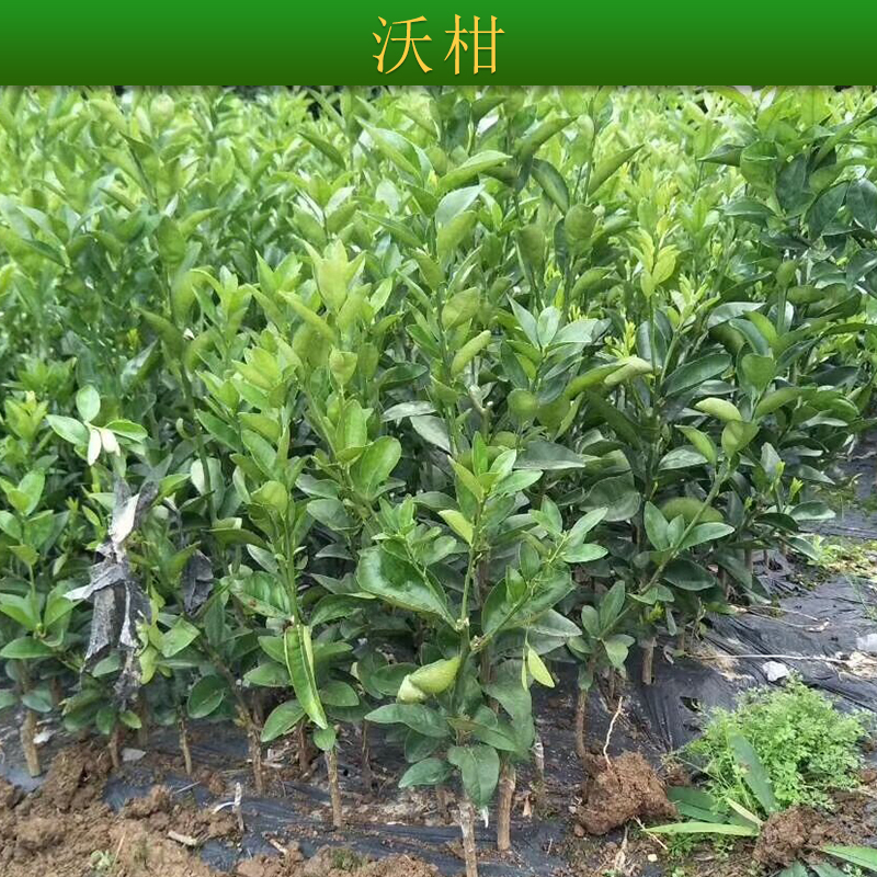 無(wú)核沃柑 無(wú)核沃柑種植方法 無(wú)核沃柑苗批發(fā) 沃柑柑橘價(jià)格