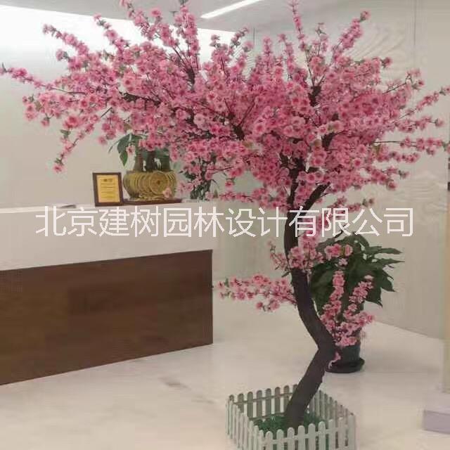 桃花樹圖片/桃花樹樣板圖 (2)