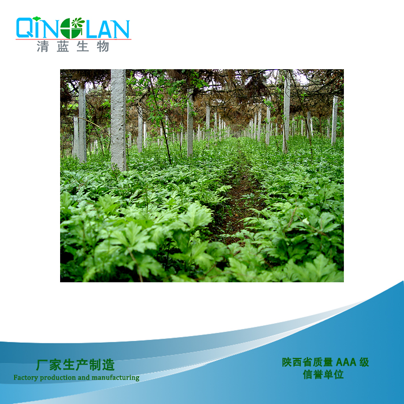 小檗堿、黃連圖片/小檗堿、黃連樣板圖 (3)