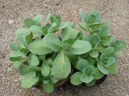 山東花卉圖片/山東花卉樣板圖 (3)