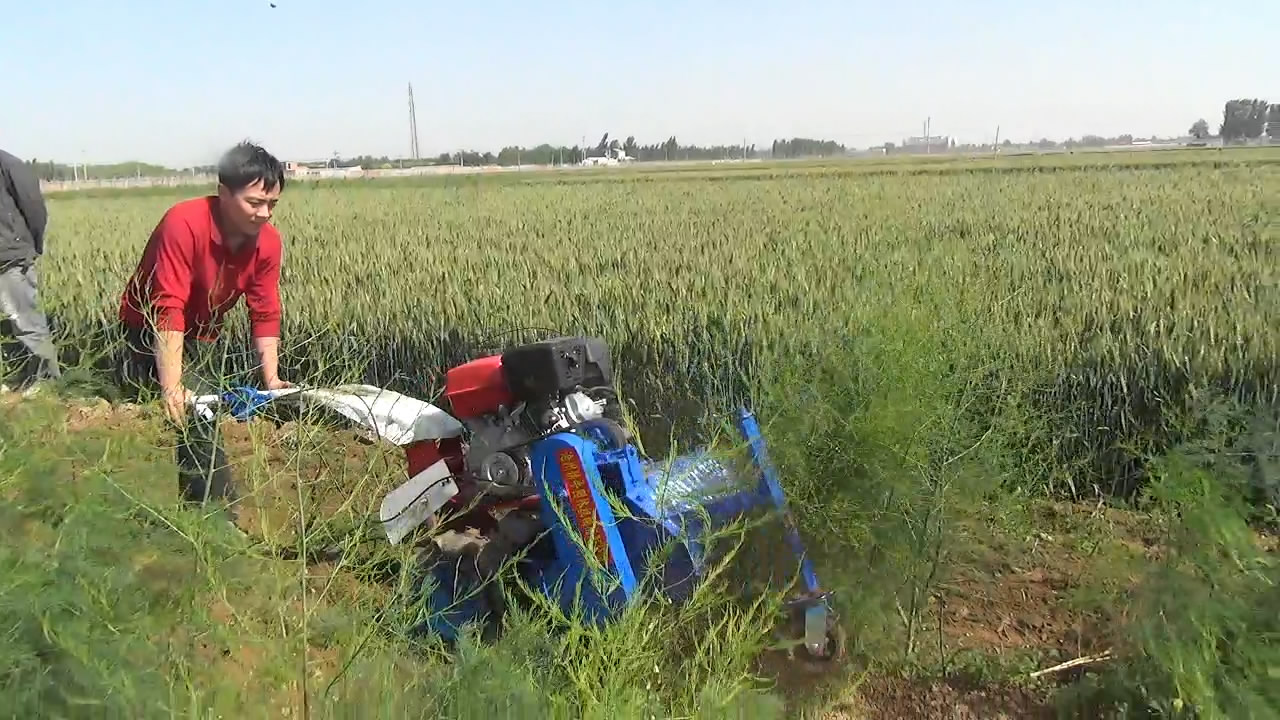 蘆筍打秧機(jī)圖片/蘆筍打秧機(jī)樣板圖 (4)