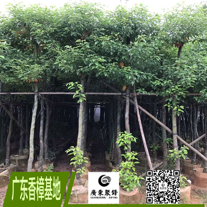 优质香樟苗 行道树 庭院树 景观树绿化苗木 香樟苗木基地直销图片