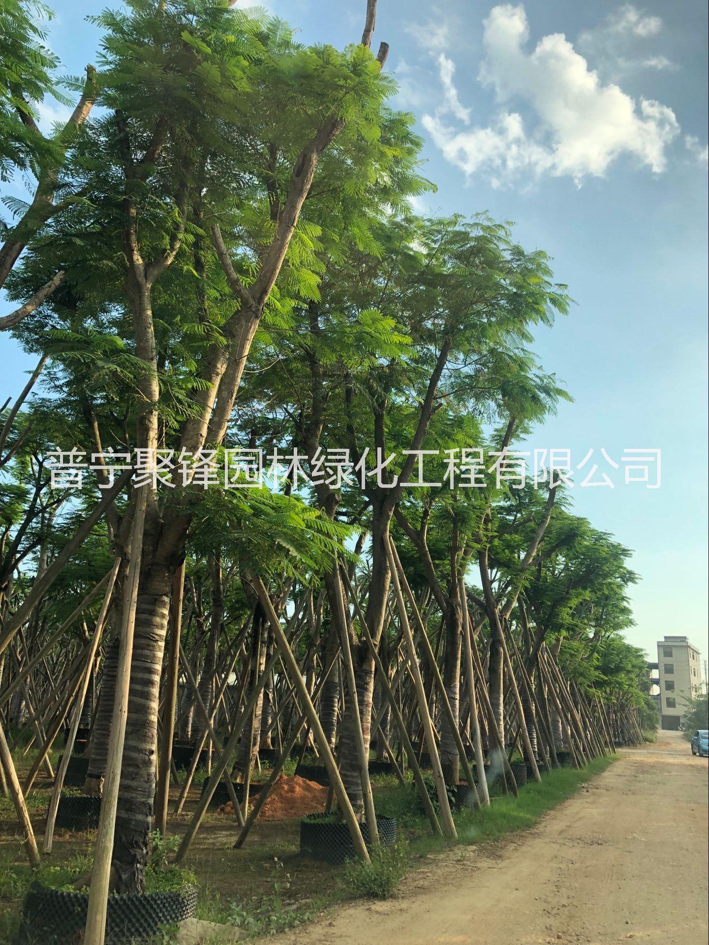 鳳凰木A貨骨架30分圖片