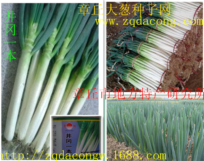 日本鋼蔥種子 高產(chǎn)新品種圖片/日本鋼蔥種子 高產(chǎn)新品種樣板圖 (2)