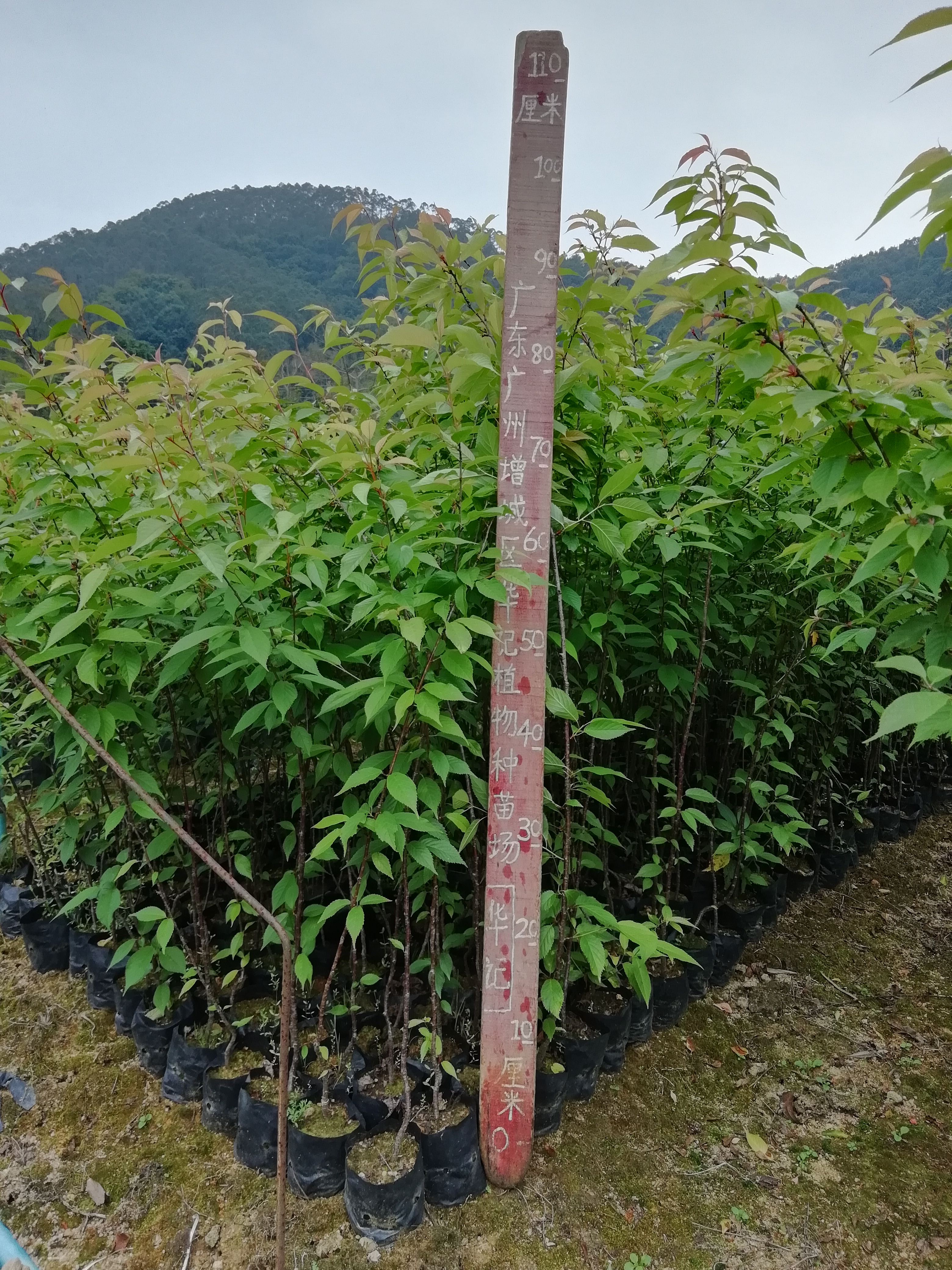 批發(fā)出售各種規(guī)格中國(guó)紅櫻花苗，熱帶紅櫻花苗，山櫻