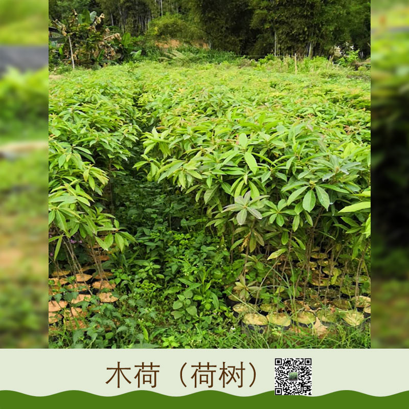 木荷圖片/木荷樣板圖 (4)