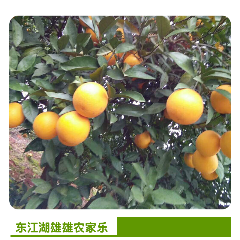 農(nóng)家樂圖片/農(nóng)家樂樣板圖 (2)