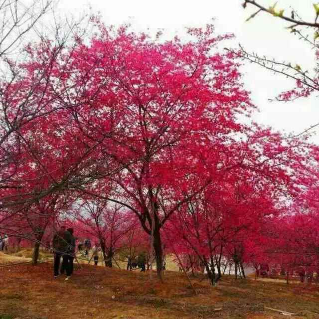 热带樱花，中国红樱花，山樱花种苗