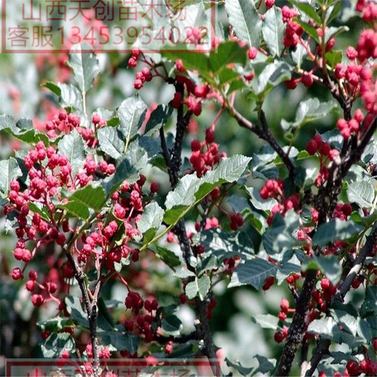 大紅袍花椒苗圖片/大紅袍花椒苗樣板圖 (3)