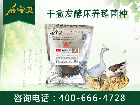 干撒式發(fā)酵床養(yǎng)鵝菌種圖片