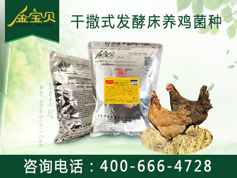 干撒式發(fā)酵床養(yǎng)雞效果好