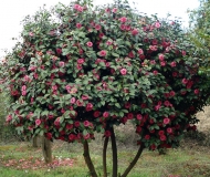 茶花圖片/茶花樣板圖 (2)