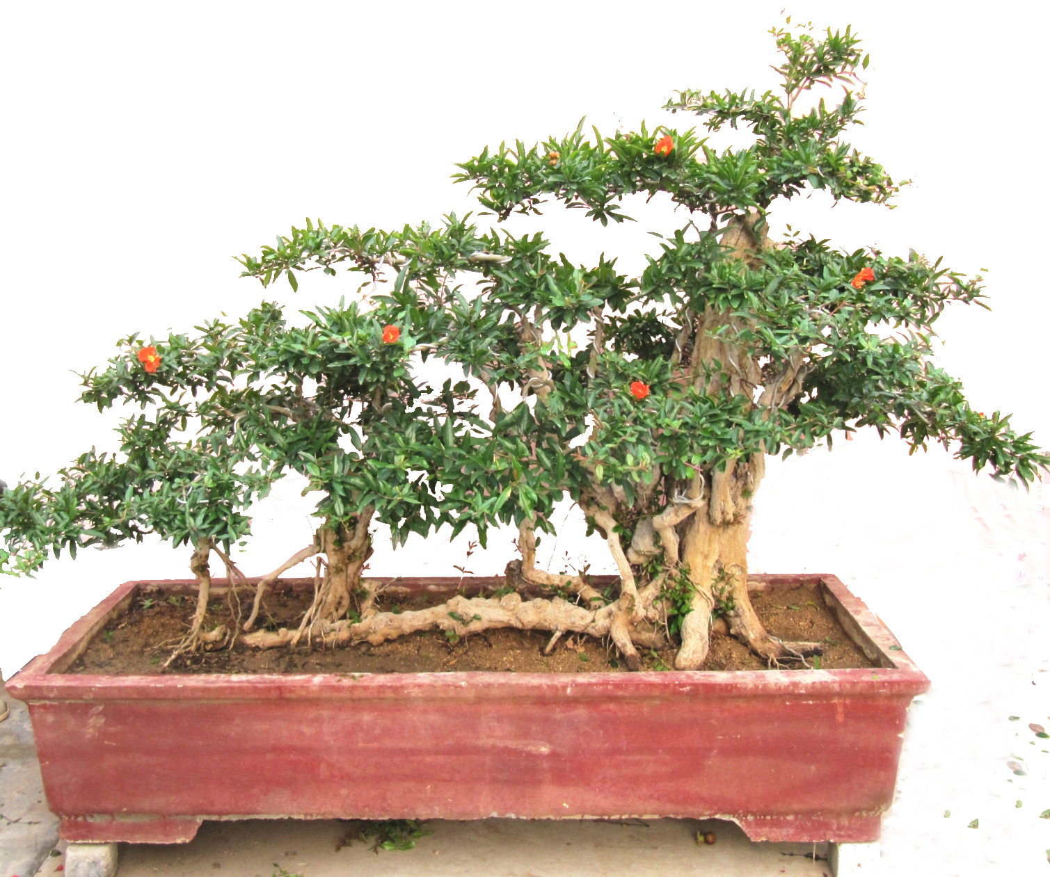 宏博石榴盆景，棗莊盆景圖片