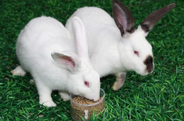 伊拉兔批發(fā)圖片/伊拉兔批發(fā)樣板圖 (2)