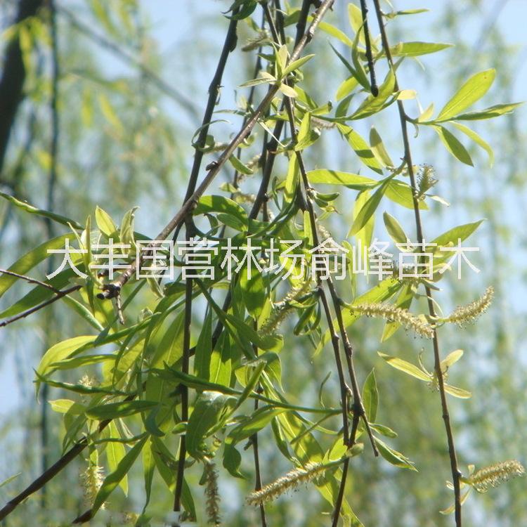 垂柳苗圖片/垂柳苗樣板圖 (4)
