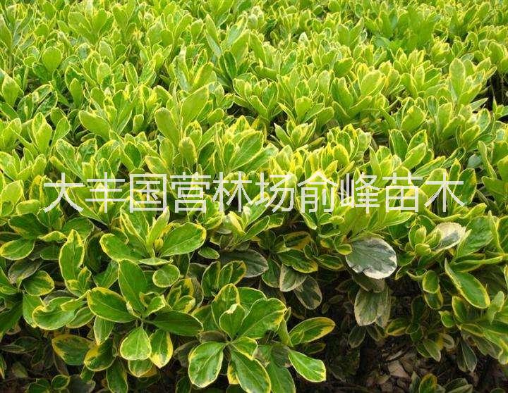 江蘇金邊黃楊小苗 金邊黃楊小苗批發(fā) 鹽城金邊黃楊小苗直銷 金邊黃楊小苗報價 金邊黃楊小苗苗 優(yōu)質(zhì)金邊黃楊小苗 金邊黃楊