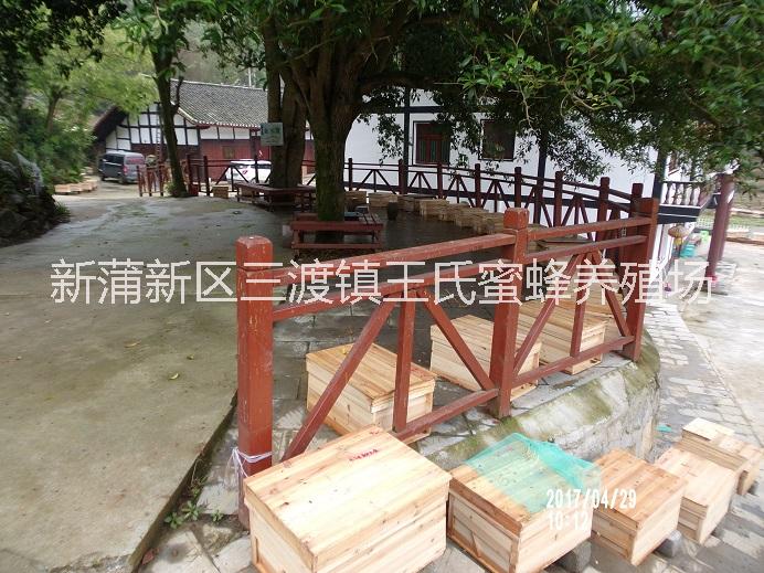 遵義蜂群出售圖片/遵義蜂群出售樣板圖 (3)