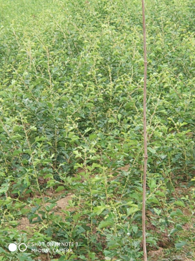 山東山楂樹苗基地  山楂樹報價